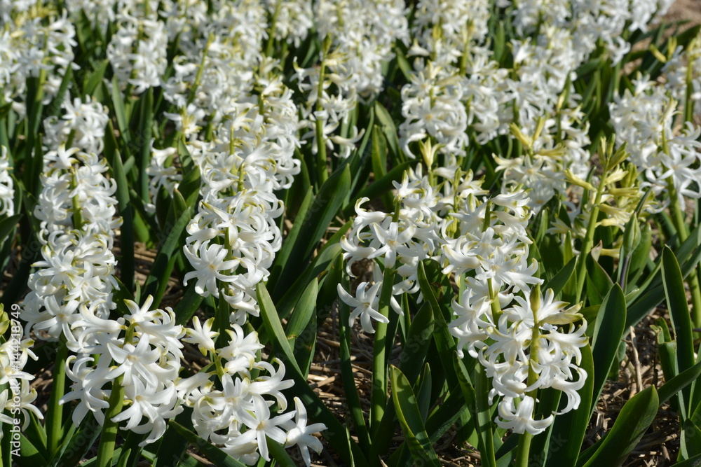 white hyacinth in a field a field in South-Holland