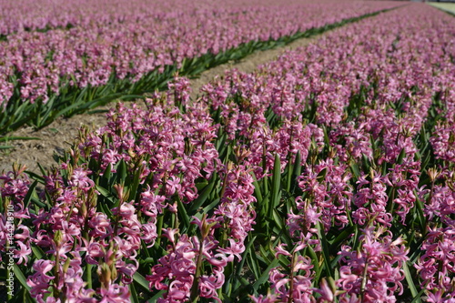 Pink hyacinths in a field
