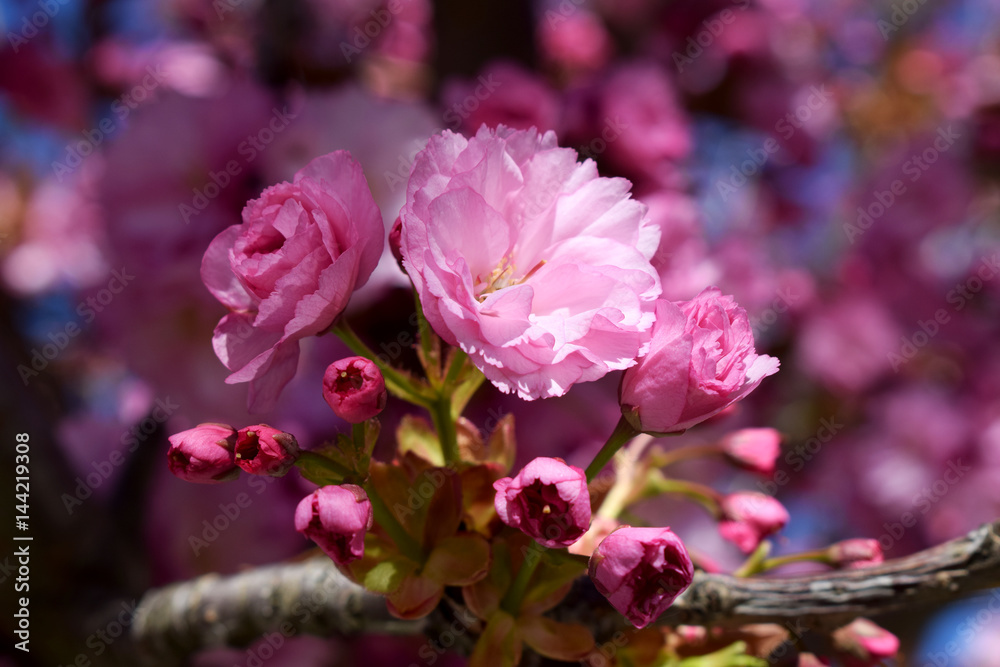 Fototapeta premium Flores rosas. 