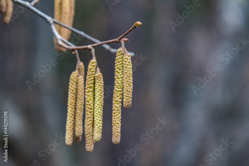 birch with catkins bloom