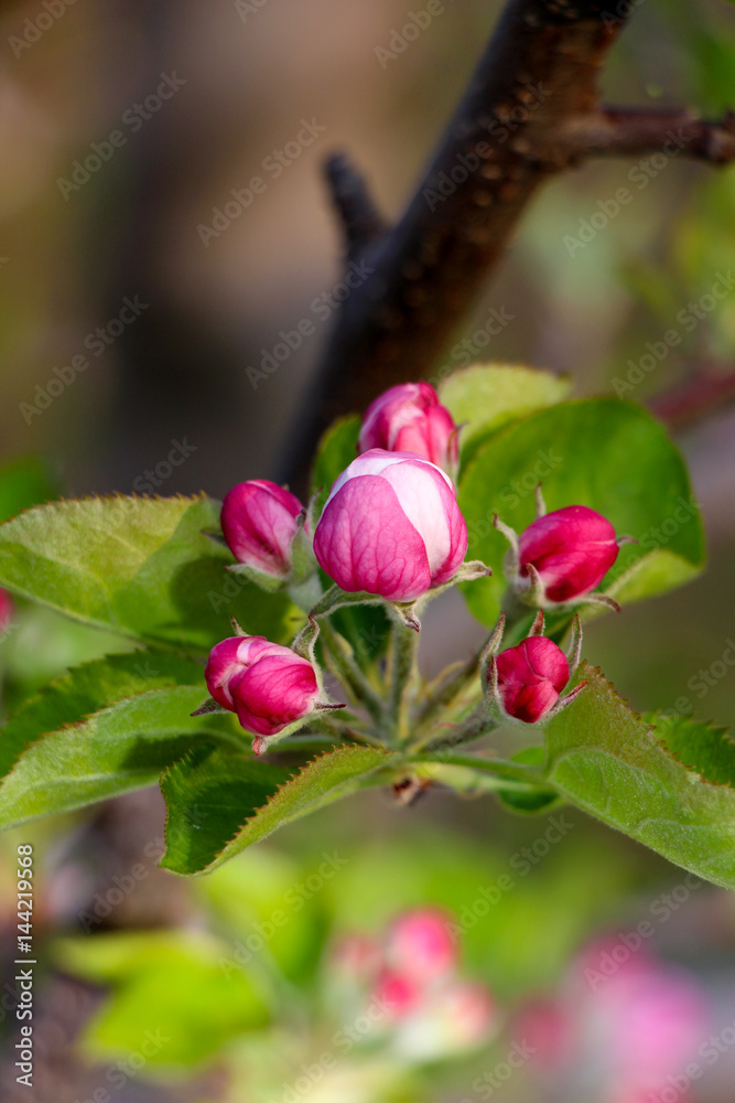 fragile , beautiful  pink blossoms of an apple tree.morning shot