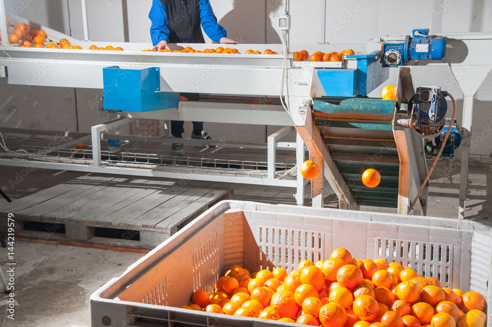 Rejected tarocco oranges being collected inside a big bin after the manual selection phase