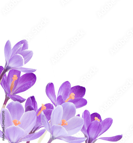 spring flowers on white background