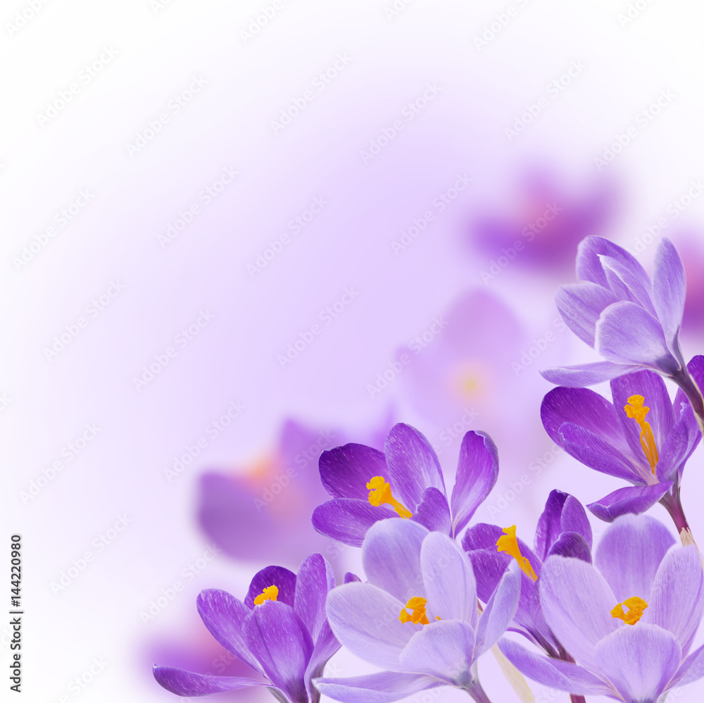 spring flowers on white background spring flowers on white background