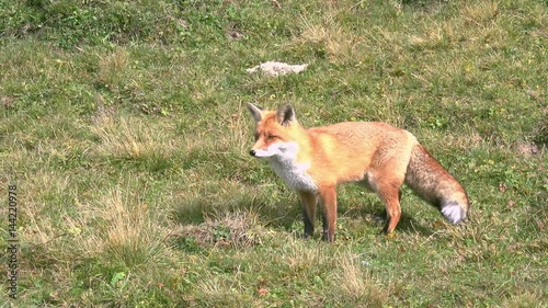 4K Hunting Fox in the Wilderness photo