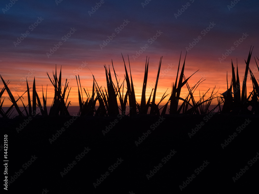 Gras Silhouette vor Sonnenuntergang