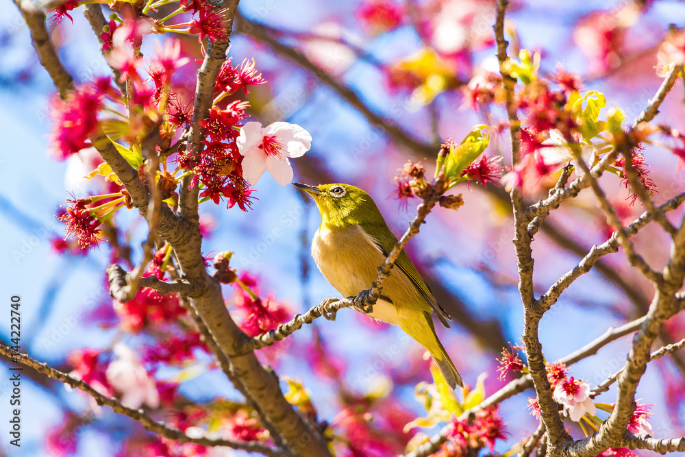 The Japanese White-eye.The background is cherry blossoms. Located in Tokyo Prefecture Japan. The Japanese White-eye.The background is cherry blossoms. Located in Tokyo Prefecture Japan.