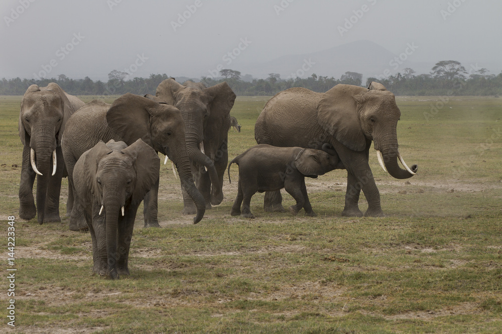 elefanti in movimento