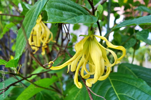 The plant of Ylang Ylang used for the preparation of perfume