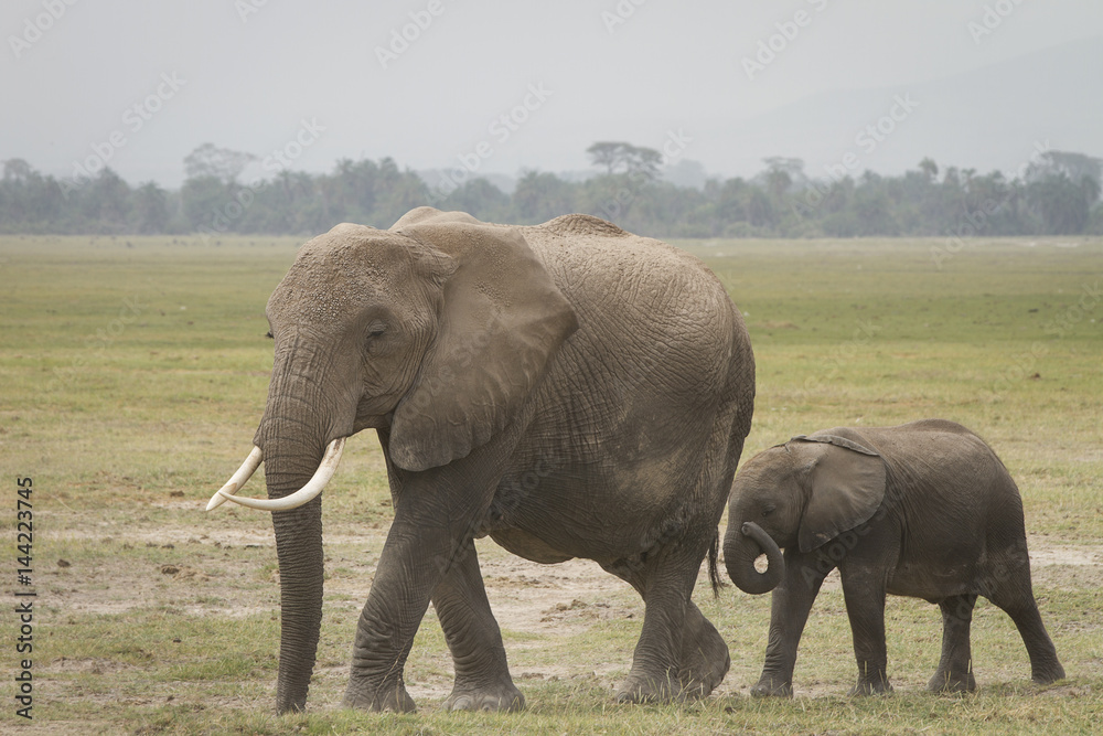 grande e piccolo elefante