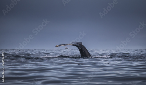 Flukes of whales diving into sea