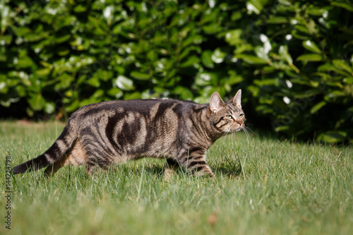 Katze auf der Jagd