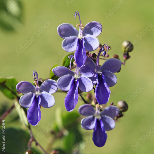 Fleurs de Rotheca photo