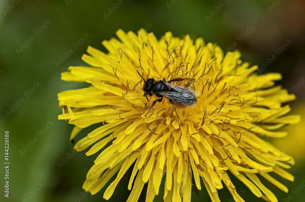 Bee alight on the fresh springtime yellow dandelion  flower with bloom, Sofia, Bulgaria  