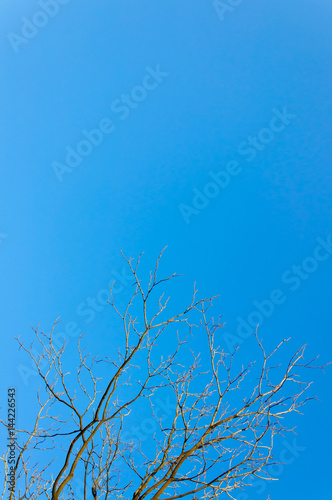 Branch of tree with blue sky background