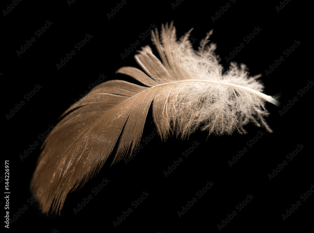 Obraz premium feather on a black background