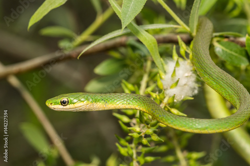 A Rough Green snake climbing in a small tree.