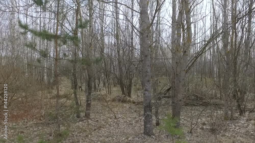 Ukraine, Pripyat, 6 april 2017: Red forest. Dead trees as a result of the Chernobyl nuclear power plant accident Ukraine, Pripyat, 6 april 2017: Red forest. Dead trees as a result of the Chernobyl nuclear power plant accident