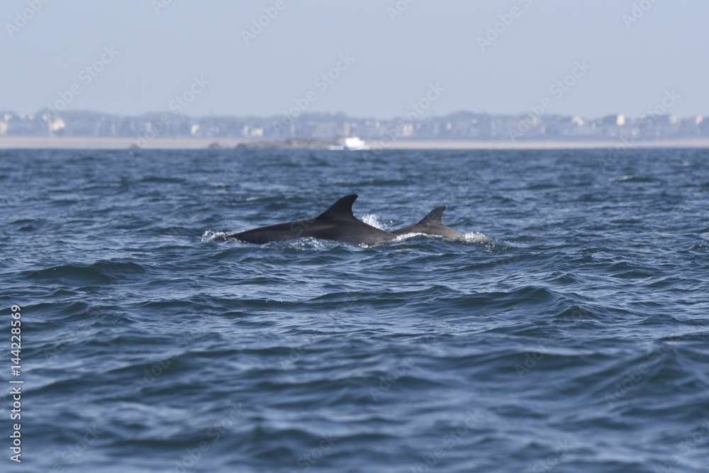 Naklejka premium Dauphins dans la baie de saint malo