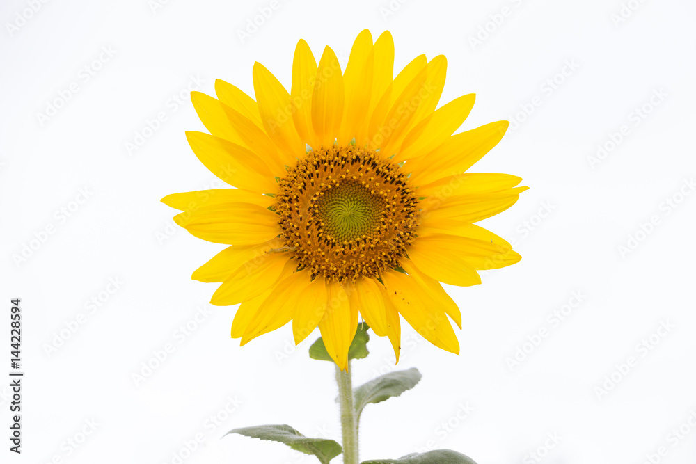 Fototapeta premium sunflower on white background