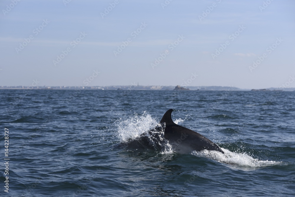 Fototapeta premium Dauphins dans la baie de saint malo
