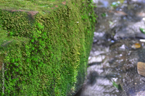 Fresh green moss near waterfall