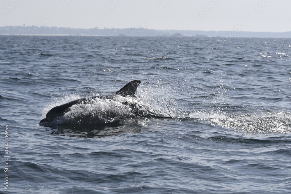 Fototapeta premium Dauphins dans la baie de saint malo