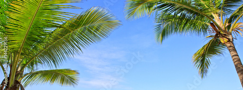 Palm trees and blue sky.