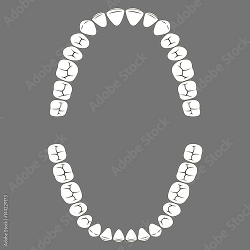 chewing surface of human teeth upper and lower jaw