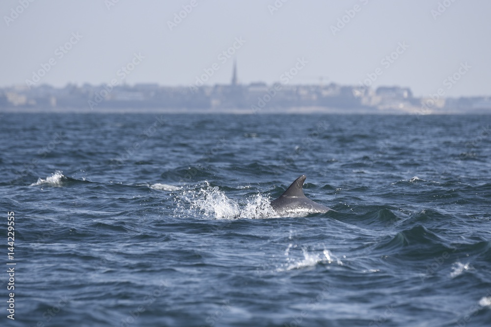 Fototapeta premium Dauphins dans la baie de saint malo