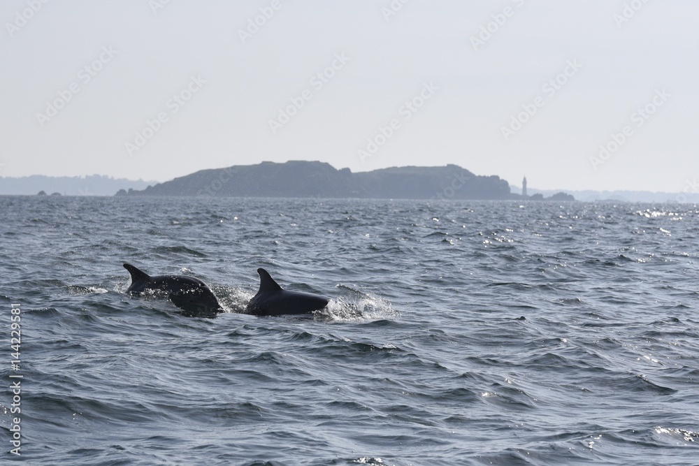 Fototapeta premium Dauphins dans la baie de saint malo