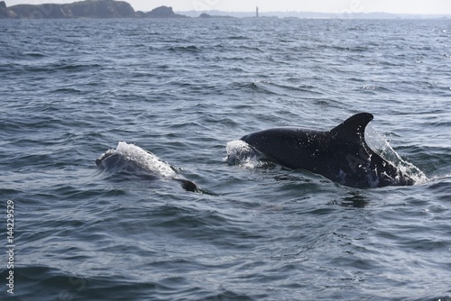 Dauphins dans la baie de saint malo