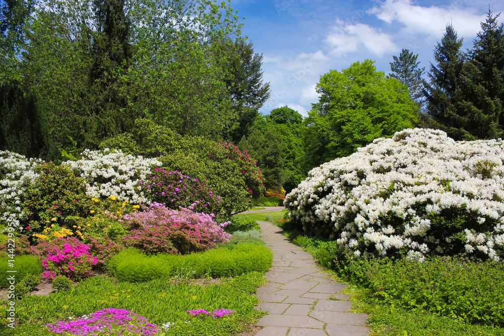Großer Garten Dresden: Rhododendronblüte Großer Garten Dresden: Rhododendronblüte