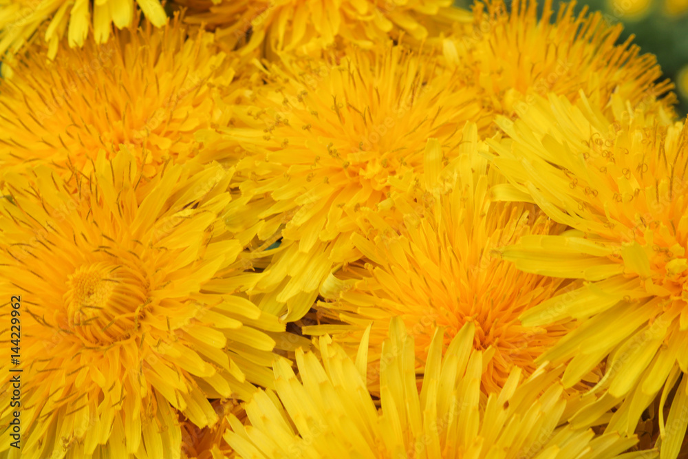 Hardcover flower from Taraxacum officinale Hardcover flower from Taraxacum officinale
