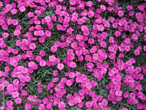 Natural background of purple carnation flowers © lukeluke68