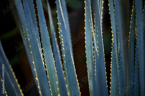 Jardin majorelle