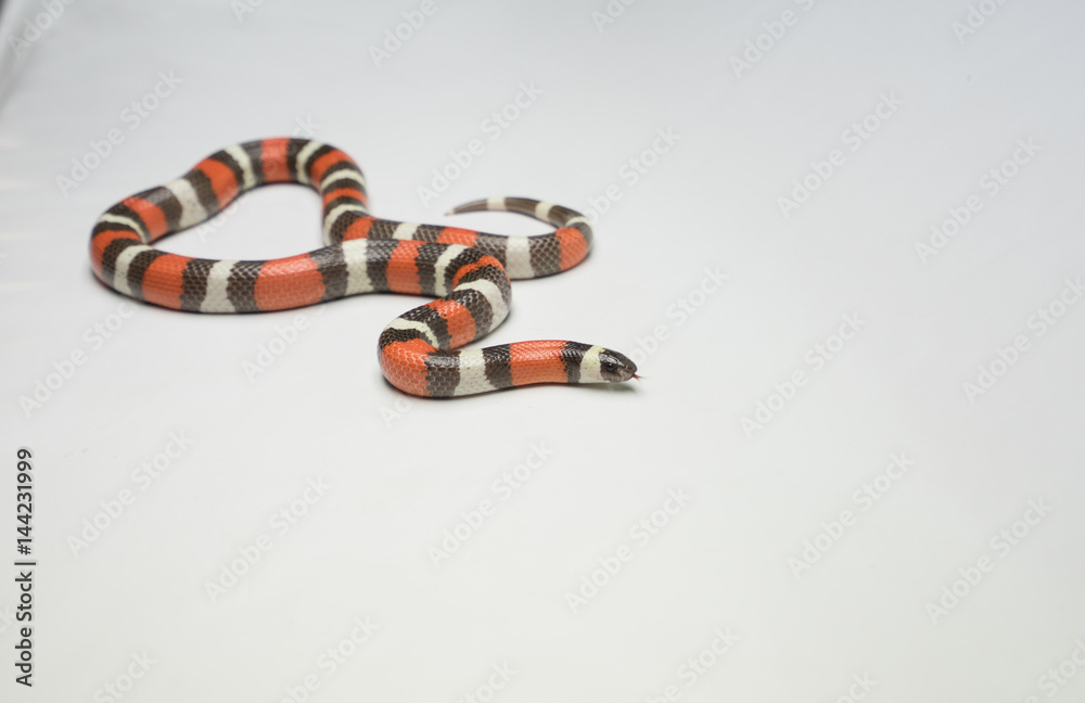 Naklejka premium snake