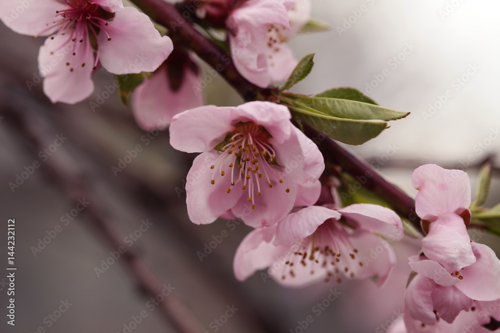 Obraz premium Kwitnąca wiśnia
