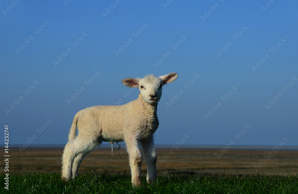 Fototapeta premium neugeborenes Lamm