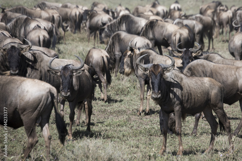 Herd during wildebeest great migration in Serengeti National Park, Tanzania © karenfoleyphoto