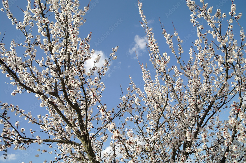 Spring blossom