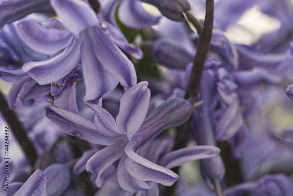 Macro view of fresh violet hyacinth blossom. Macro view of fresh violet hyacinth blossom.