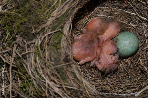 Drossel im Nest mit Ei und Küken