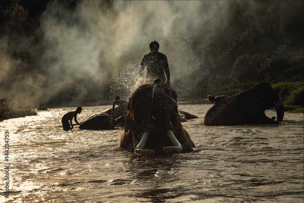 Naklejka premium elephant bathing