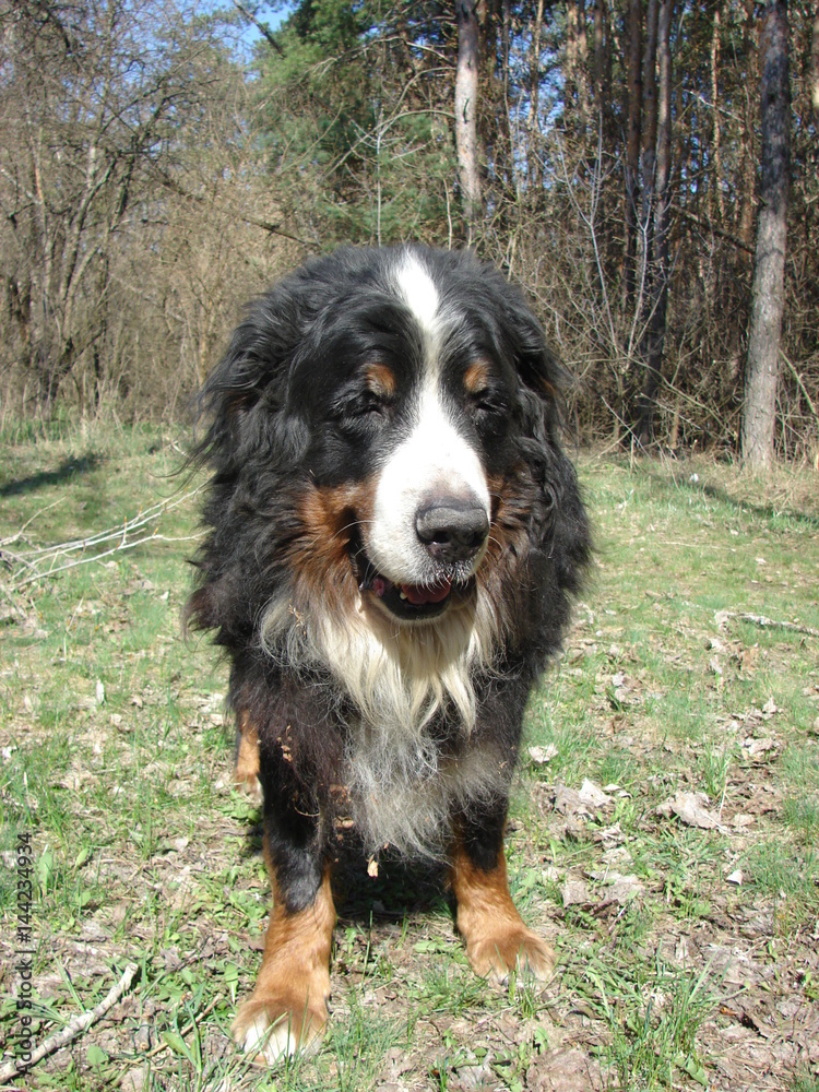 Bernese Mountain Dog. An old beloved friend. Honored dog. Bernese Mountain Dog. An old beloved friend. Honored dog.