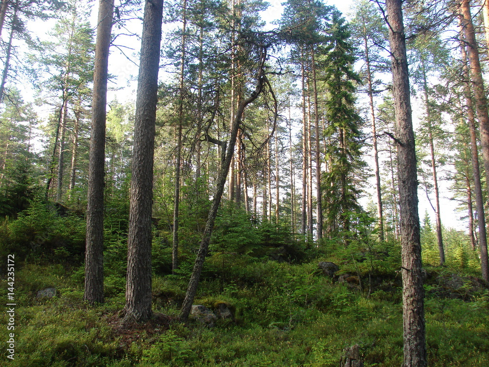 Obraz premium northern forest. Karelia