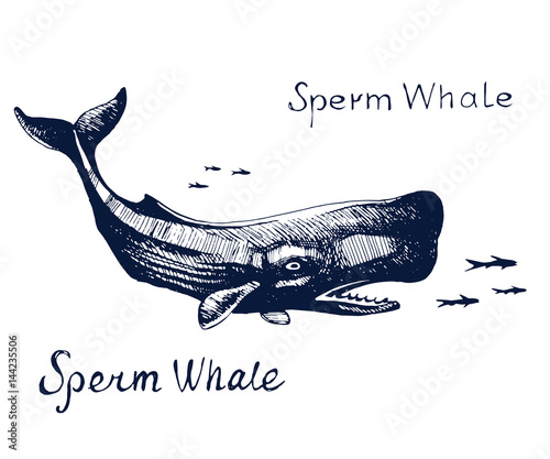  Sperm whale, the animal on the hunt for fish