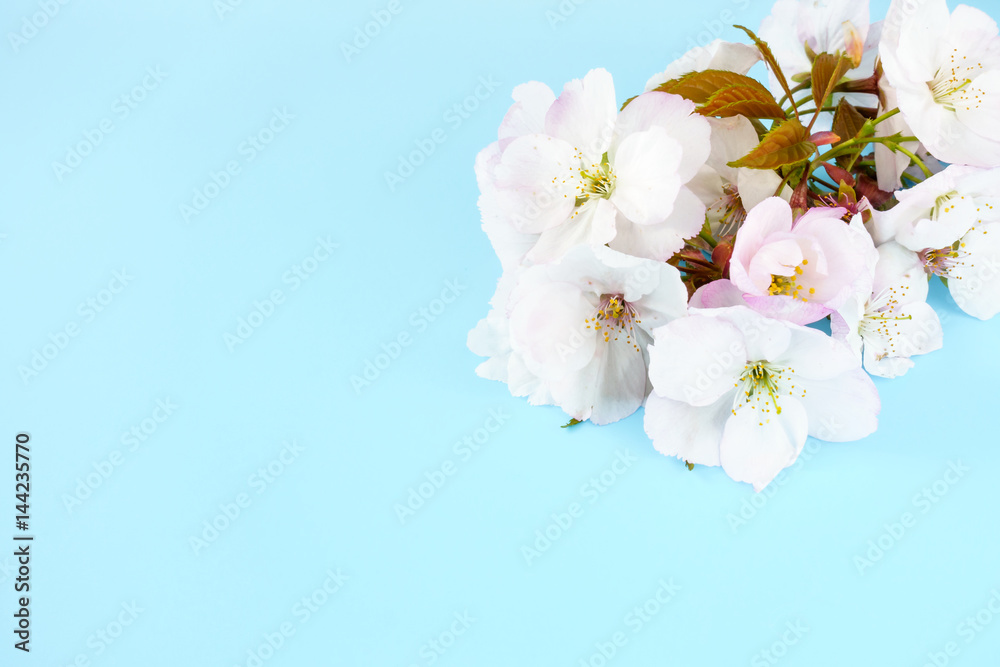 Twig of white cherry blossom flowers on light blue background with lots of copy space. Twig of white cherry blossom flowers on light blue background with lots of copy space.