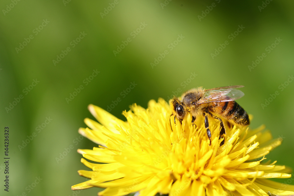 Honeybee covered in pollen going through a yellow dandelion flower against a blurred green background Honeybee covered in pollen going through a yellow dandelion flower against a blurred green background