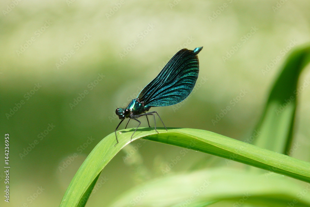 Calopteryx vierge Calopteryx vierge